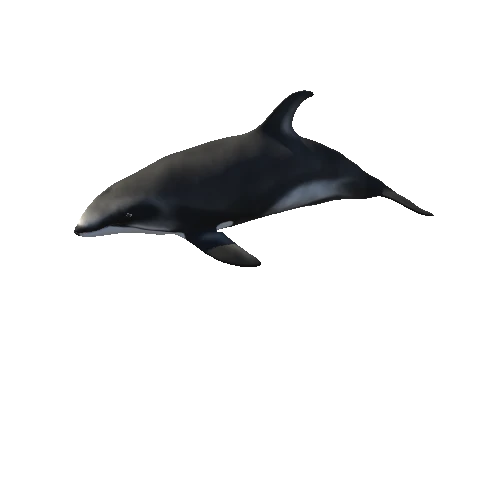 White_sided dolphin_Animation